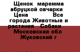 Щенок  маремма абруцкой овчарки › Цена ­ 50 000 - Все города Животные и растения » Собаки   . Московская обл.,Жуковский г.